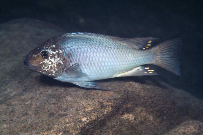 Petrochromis sp. 'texas blue' Ulwile Island